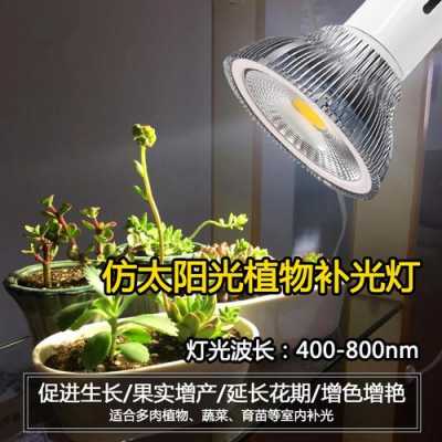 专门用来养植物，代替植物阳光照射的灯叫什么？什么灯养植物最好