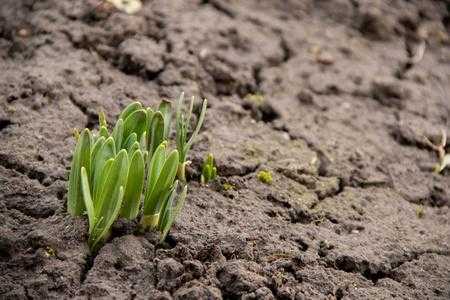 为什么冬天枯死的草，春天能发芽？哪种植物发芽最快