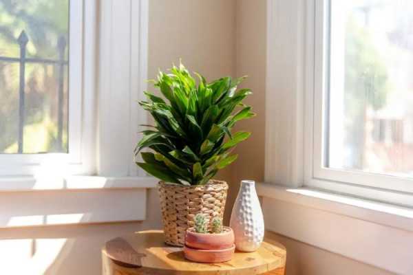 室内自然光线明亮，但是没有阳光直射，适合养什么花？低光照的家养植物