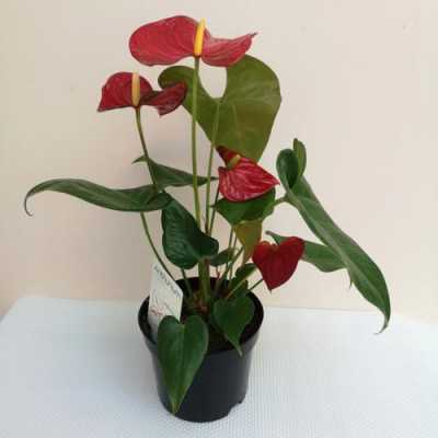 红掌养多长时间才能开花？红掌植物花期多久
