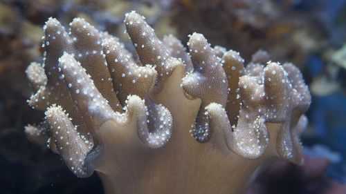 哪些海底动物貌似植物？海洋里面有哪些植物
