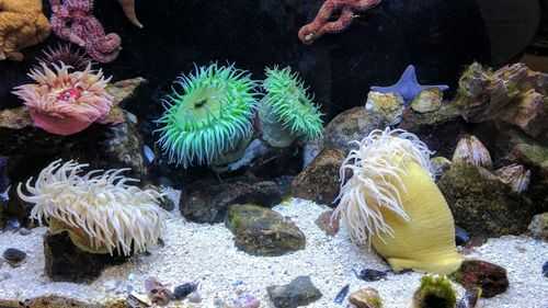 哪些海底动物貌似植物？海洋里面有哪些植物-图2