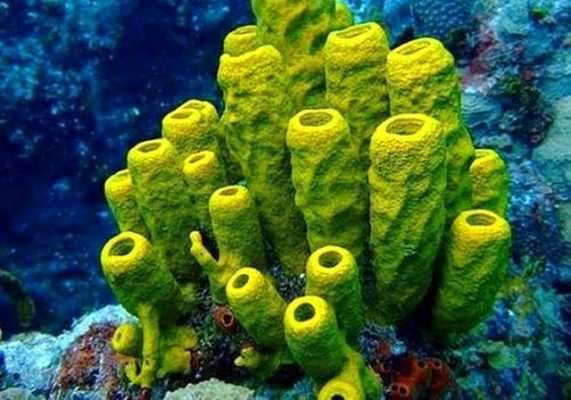哪些海底动物貌似植物？海洋里面有哪些植物-图3