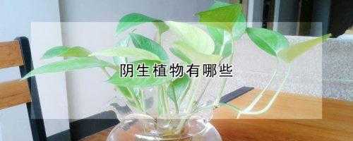什么植物是阴性的？便阴性植物有哪些