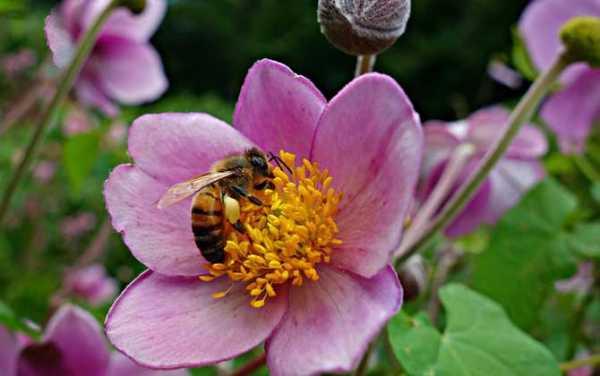 种什么花蜜源多？蜜蜂的主要蜜源植物-图3
