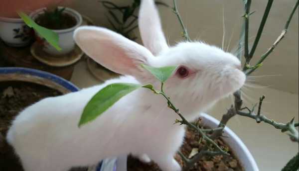 兔子可以吃花叶子吗？植物花微量的毒素-图2