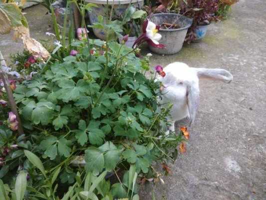 兔子可以吃花叶子吗？植物花微量的毒素