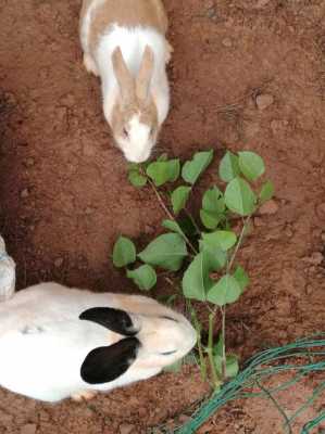 兔子可以吃花叶子吗？植物花微量的毒素-图3