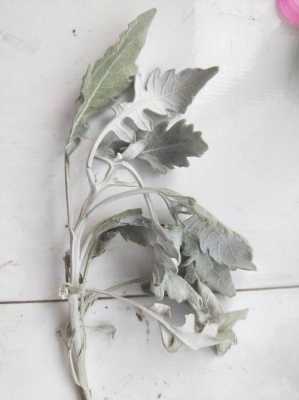 什么植物烧后的灰是浅色的？植物名称带灰字