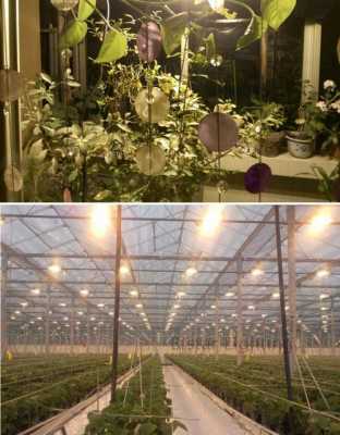太阳光和电灯的光对植物生长的作用有什么不同吗？植物灯是什么光