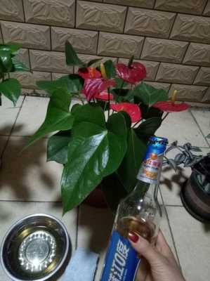 哪些花可以浇啤酒？啤酒的植物有哪些