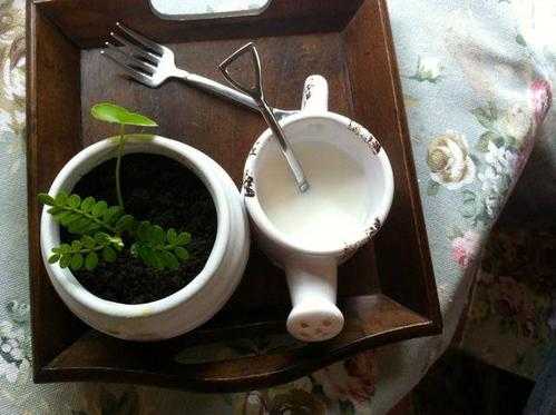 用牛奶浇植物有什么好处？牛奶能浇植物嘛