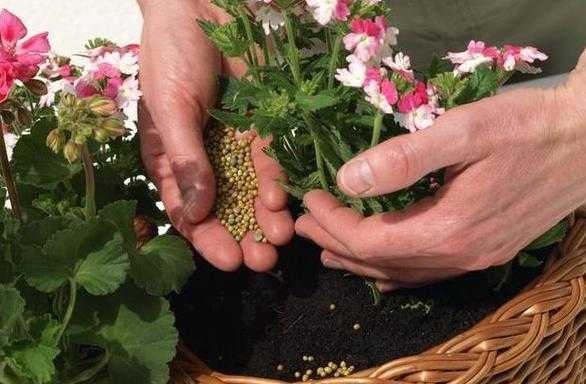 给花施液体肥怎么施肥？球根植物施肥