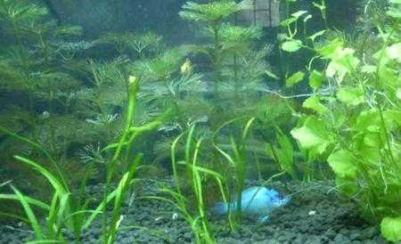 水生植物在水里到底呼吸氧气还是释放氧气？什么植物能改善水