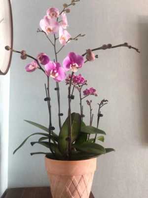 蝴蝶兰花剑长什么样子(蝴蝶兰花剑从哪里长出来)-图2 蝴蝶兰花剑长什么样子(蝴蝶兰花剑从哪里长出来)-图2