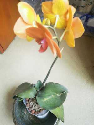 蝴蝶兰花剑长什么样子(蝴蝶兰花剑从哪里长出来)-图3 蝴蝶兰花剑长什么样子(蝴蝶兰花剑从哪里长出来)-图3