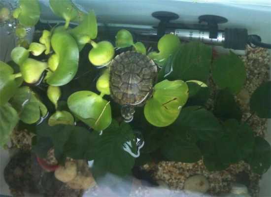和龟龟一起养什么水培植物好？草龟 水生植物