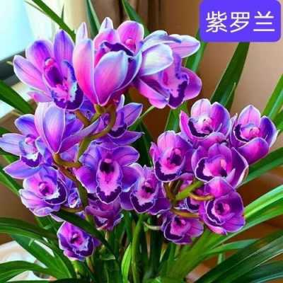 紫色兰花有多少品种（紫色兰花有多少品种的）