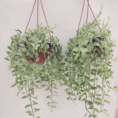 垂吊的植物有哪些？垂吊植物种植