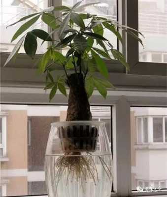 自制发财树生根水最佳配方？植物浸出液制作