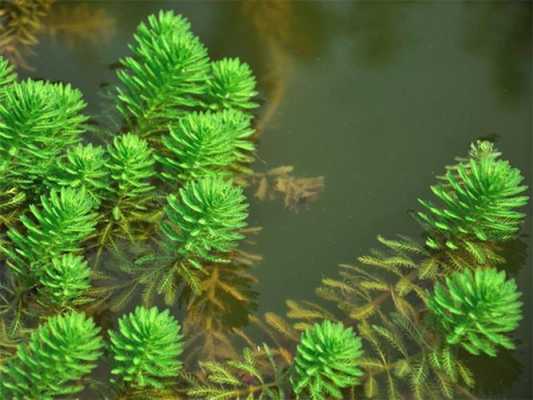改善鱼塘水质抑制藻类的植物？改善鱼塘水质的植物