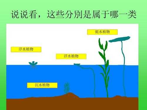 沉水、浮水、挺水植物它们有什么区别？哪些属于沉水植物