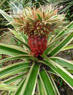 这是什么植物，像是菠萝，好像又不是？凤梨植物有哪些图片