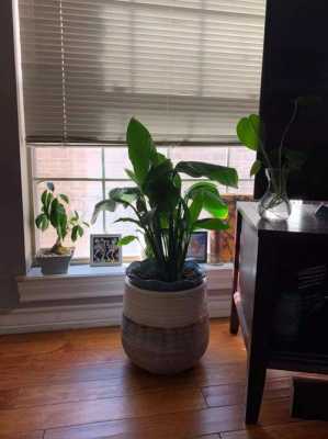植物隔着玻璃晒太阳可以吗？植物养护说的光照