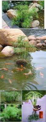 室内水池养什么植物？能在鱼池养的植物