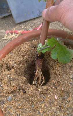葡萄冬天扦插生根最快方法？适合冬季扦插的植物