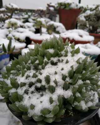 十大冻不死的绿植？表示冬天到了的植物