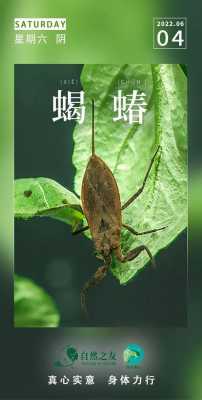 蝎蝽能在陆地生存吗？植物红娘的养殖方法