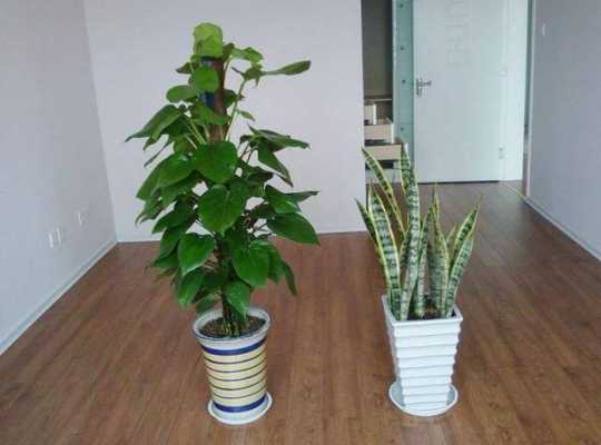 入户门处适合摆放什么植物?大门适合摆放什么植物-图3 入户门处适合摆放什么植物?大门适合摆放什么植物-图3