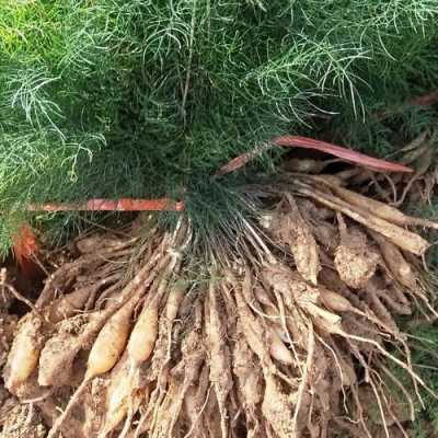 天门冬的根茎直接种吗？块根植物 配土