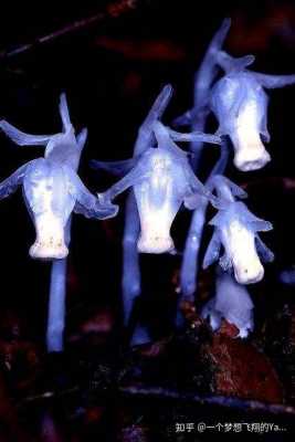 蓝色水晶兰花语（蓝水晶兰花图片）