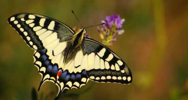 蝴蝶都有哪些品种，名称?哪种蝴蝶最漂亮？花蝴蝶图片大全植物-图2