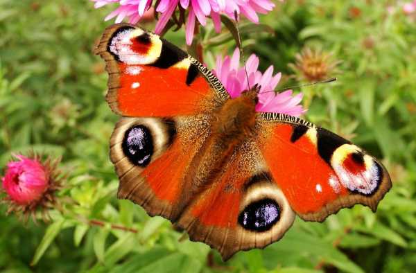 蝴蝶都有哪些品种，名称?哪种蝴蝶最漂亮？花蝴蝶图片大全植物-图1