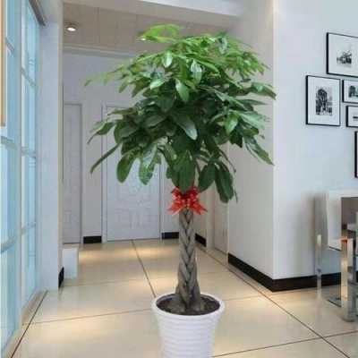 客厅放置什么盆栽植物好？客厅带财的植物