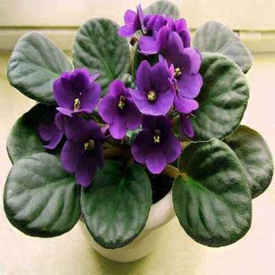 紫罗兰种植方法？植物紫罗蓝养殖