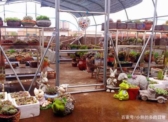 楼顶盖了彩钢棚适合种什么?多肉植物 代替草地-图1 楼顶盖了彩钢棚适合种什么?多肉植物 代替草地-图1