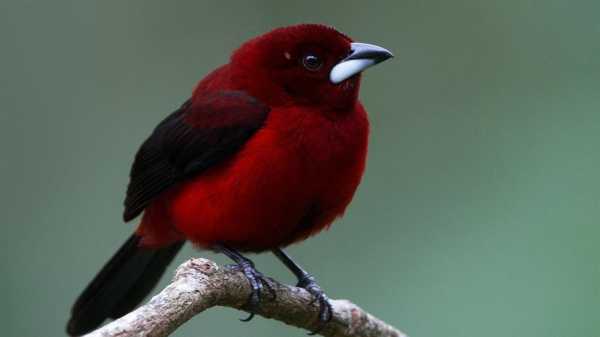 身上全是黑的，头顶一点红色的是什么鸟？叫什么名字？红色绿叶植物图片