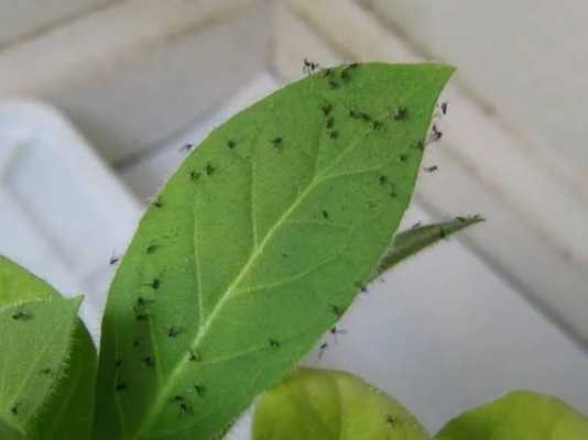 室内绿植上的飞虫如何驱除？科学养护室内植物-图1