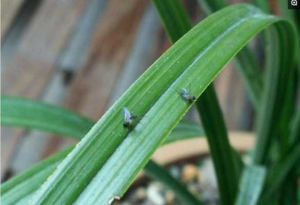 室内绿植上的飞虫如何驱除？科学养护室内植物-图2