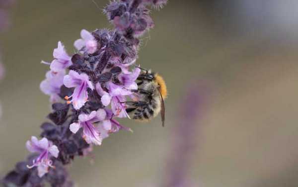 广东蜜蜂几脾分蜂？四季蜜源植物