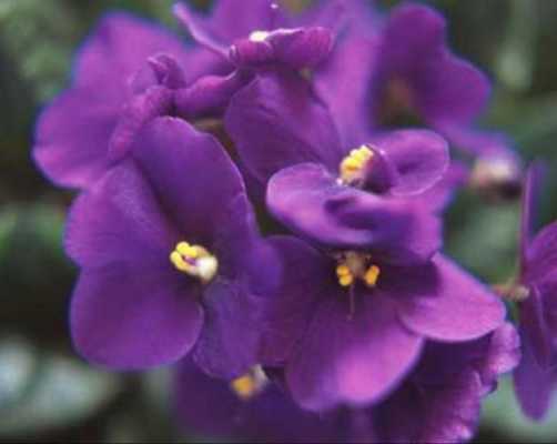 紫罗兰花卉发展趋势（紫罗兰花卉发展趋势图）