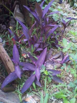 枝干一节节的，枝干叶子都是紫色，小白花的是什么植物？根紫色叶子青色植物