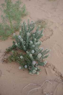 库布齐最多的植物是什么？沙漠里最多的植物