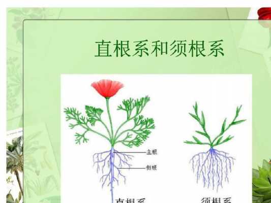 植物的茎有哪些类型？茎的植物图片-图2