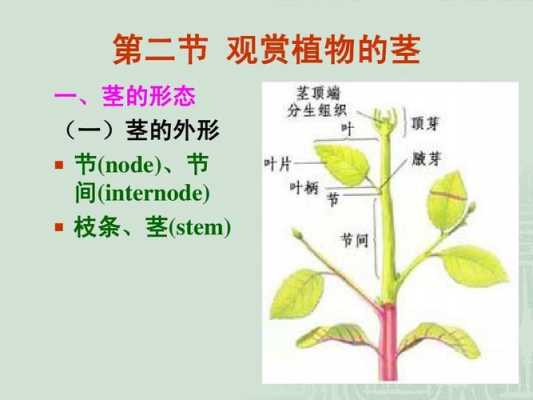 植物的茎有哪些类型？茎的植物图片-图1