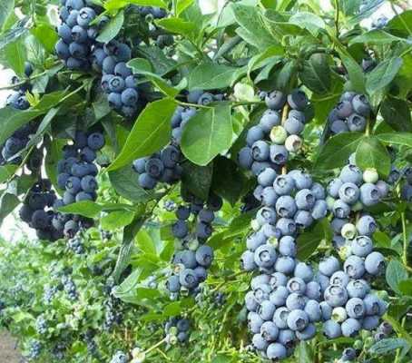 有什么水果是长在树上的？蓝莓是树上植物吗